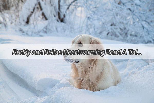 Buddy and Bellas Heartwarming Bond A Tale of Unconditional Love and Unwavering Loyalty